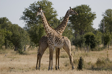 Image showing Giraffes