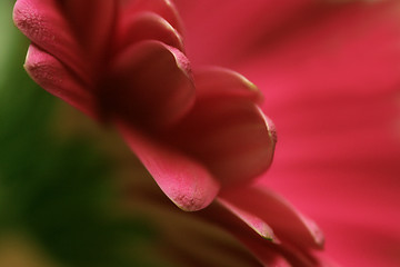 Image showing Red Flower Abstract