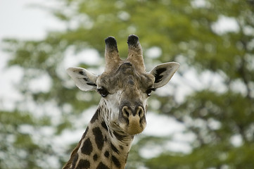 Image showing Giraffe