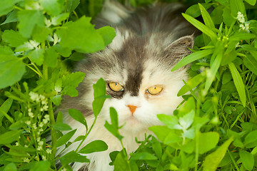 Image showing Cat hiding in grass