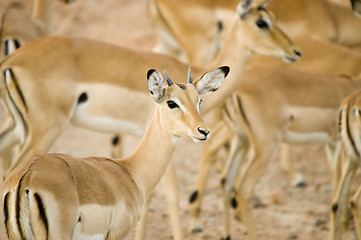 Image showing Impala