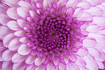 Image showing Close up - center of violet flower
