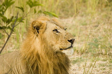 Image showing Lion