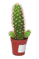 Image showing Cactus like a penis on white background