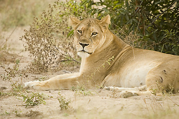 Image showing Lioness