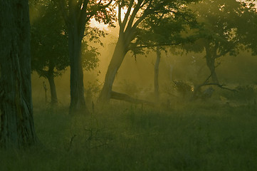 Image showing Sunrise in Africa