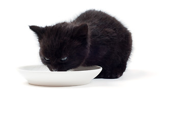 Image showing Little cute kitten