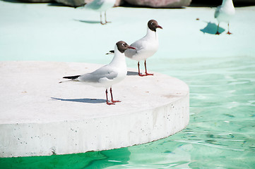 Image showing Seagulls