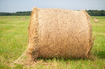 Image showing Shot of hay