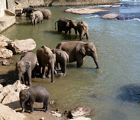 Image showing Elephants bathing