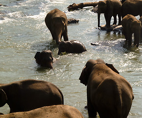 Image showing Elephants bathing