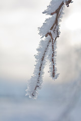 Image showing Frosty branch