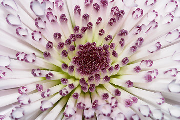 Image showing Radiant Flower
