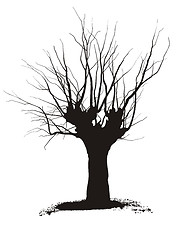 Image showing Acacia, tree pruning