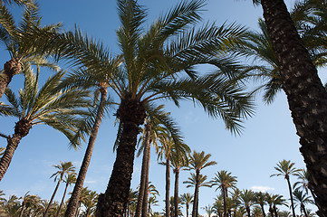 Image showing Palm tree tops