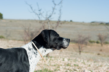 Image showing Pointer hunting dog