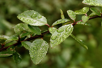Image showing Water Drops on Leaves