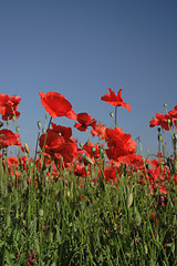 Image showing poppy flower field 