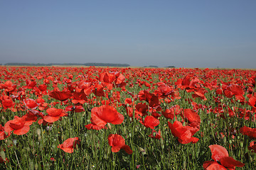 Image showing poppy flower field 