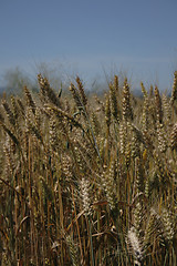 Image showing golden corn 