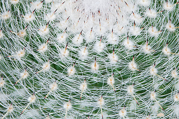 Image showing Top of large cactus with sharp spines