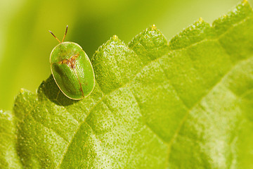 Image showing Little green bug sitting on leaf