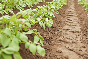 Image showing Crops - potatoes growing in rows