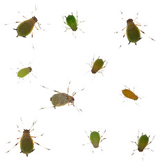 Image showing Group of green aphids on white background