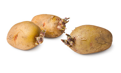 Image showing Potato seeds - three tubers on white