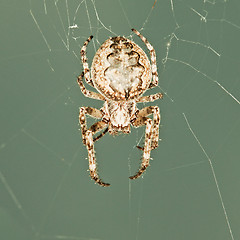 Image showing Big spider in web