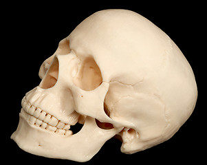 Image showing Human skull isolated on black background