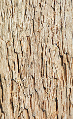 Image showing Rotten wood close up