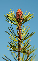 Image showing Runaway on pine branch