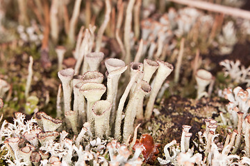 Image showing Lichen - Cladonia close-up