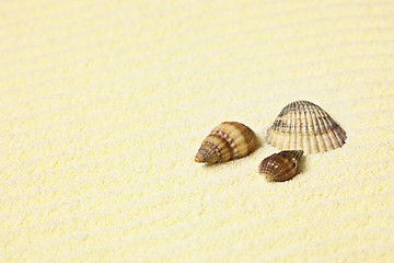 Image showing Sea shells lying on beach