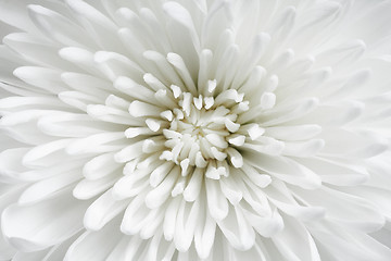 Image showing Brightly white beautiful flower close up