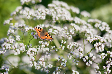 Image showing Aglais urticae