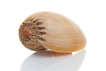 Image showing Sea shell 