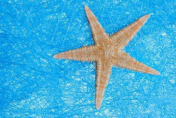 Image showing Sea star