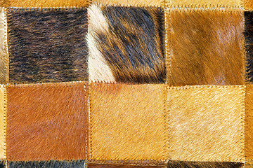 Image showing Cow hide detail