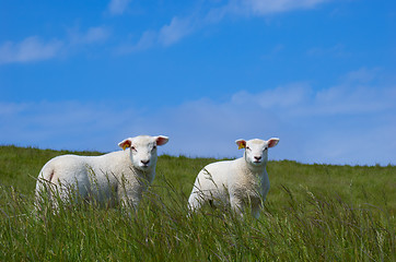 Image showing Cute Baby Sheep