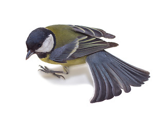 Image showing Great Tit, Parus Major