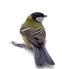 Image showing Great Tit, Parus Major