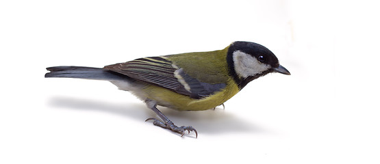 Image showing Great Tit, Parus Major