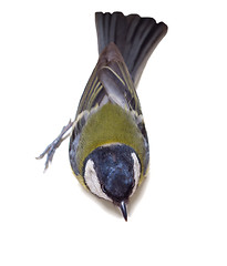 Image showing Great Tit, Parus Major