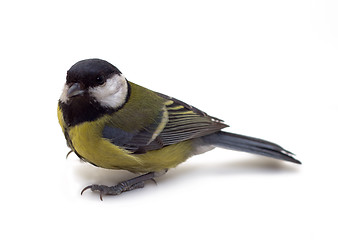 Image showing Great Tit, Parus Major