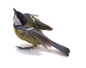 Image showing Great Tit, Parus Major