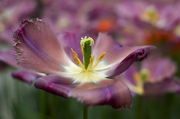 Image showing Purple beauty