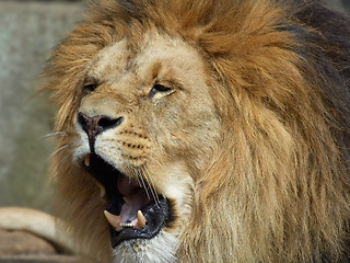 Image showing Roarr