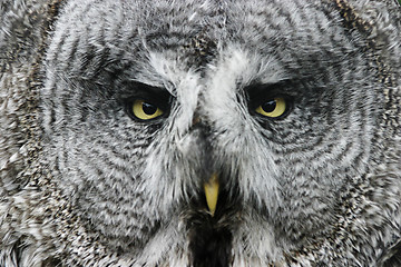 Image showing Great Gray Owl